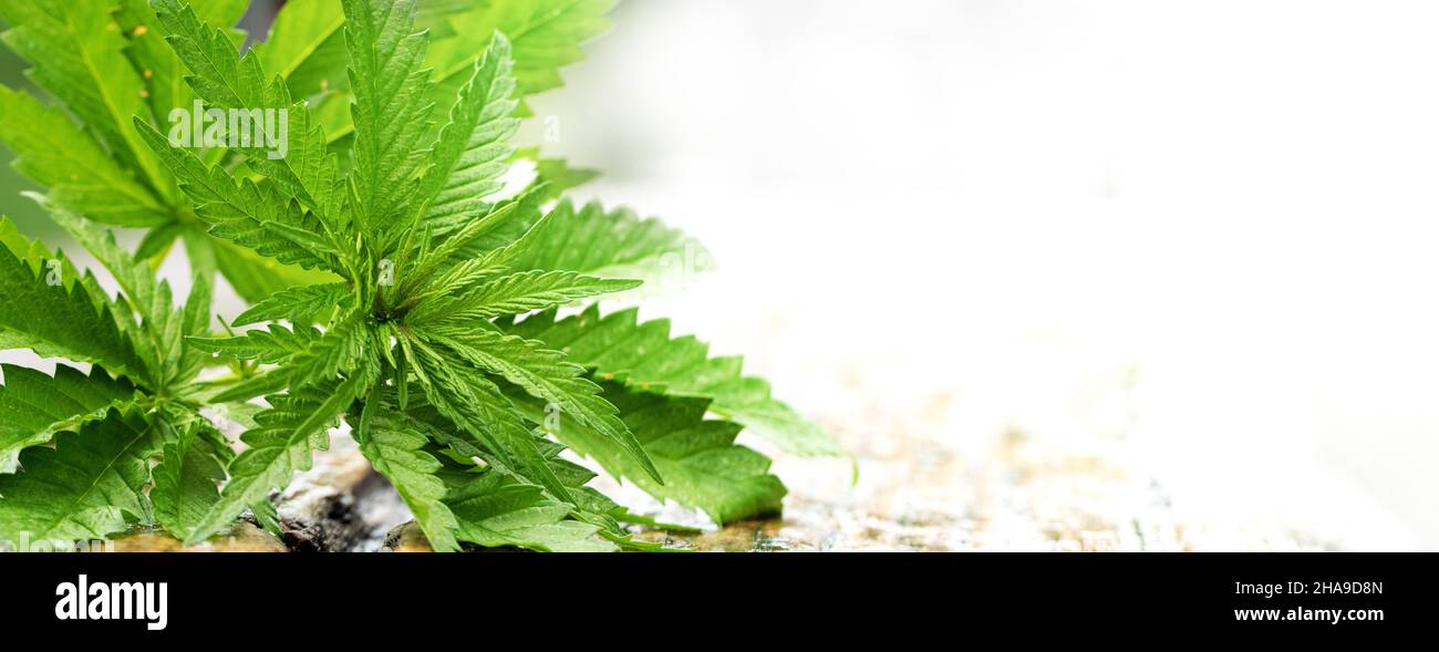 Medical cannabis plant selective focus, close-up. Stock Photo
