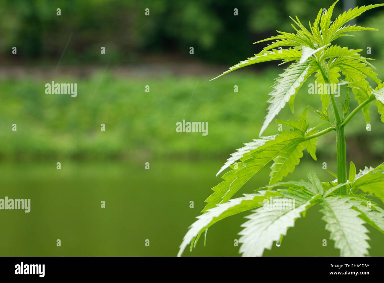 Medical cannabis plant selective focus, close-up. Stock Photo