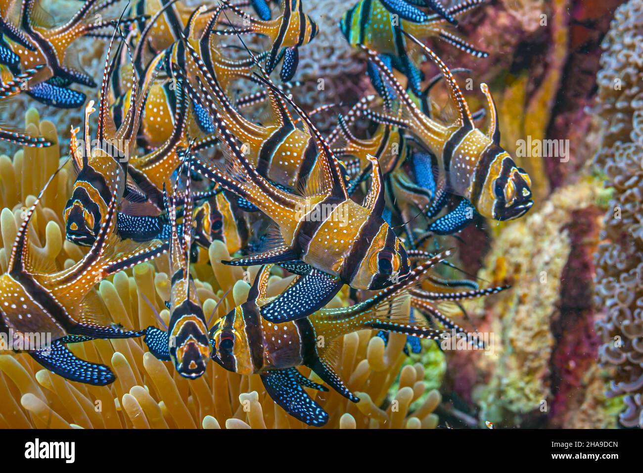 Cardinalfishes are a family, Apogonidae, of ray-finned fishes found in the Atlantic, Indian, and Pacific Oceans; Stock Photo