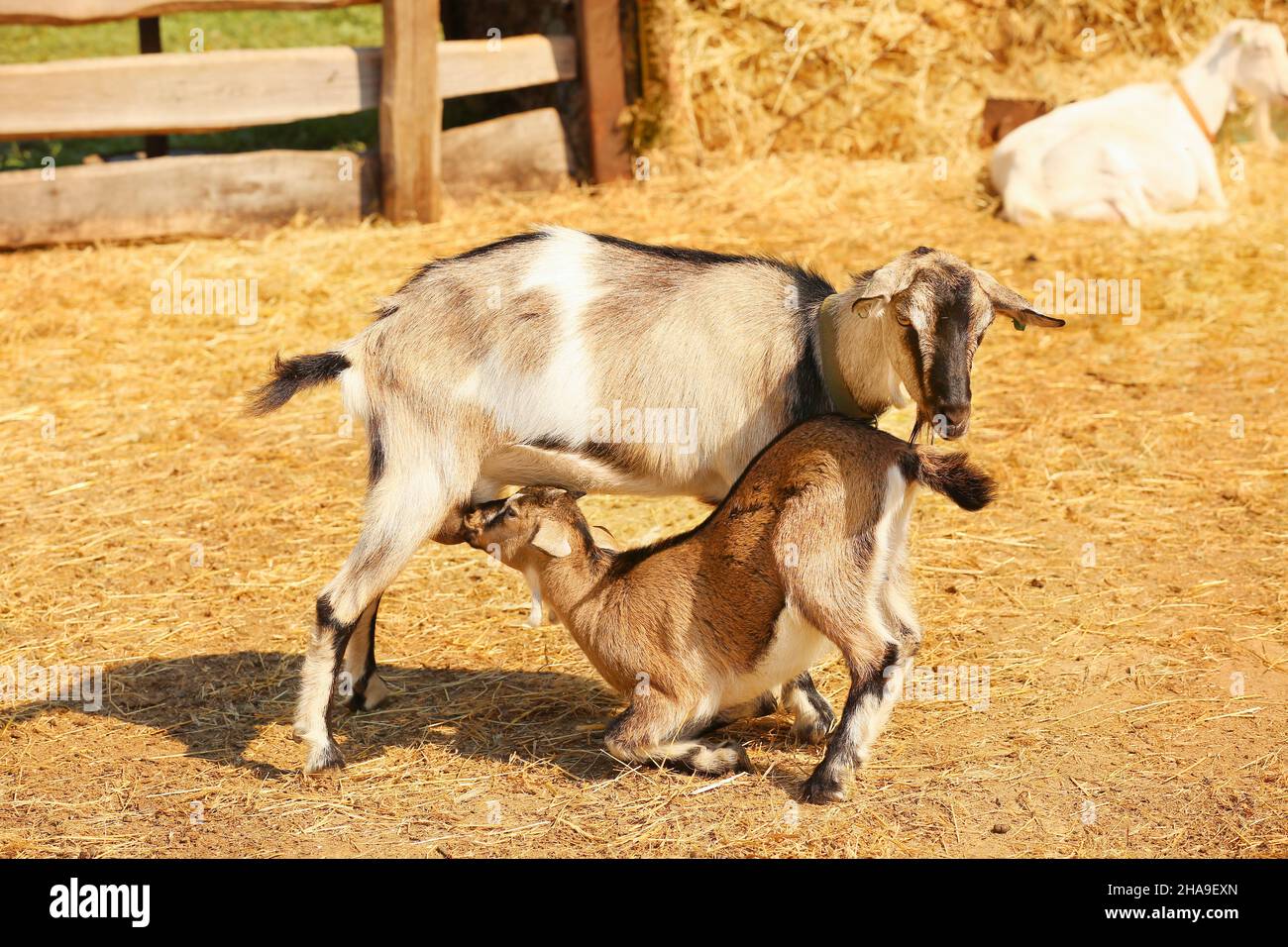 Baby goat best sale feed