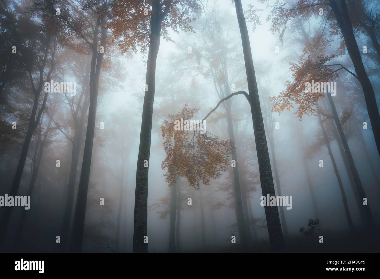 Dense fog in dark forest at autumn. Beautiful landscape of nature. Light coming through the trees. High quality photo Stock Photo