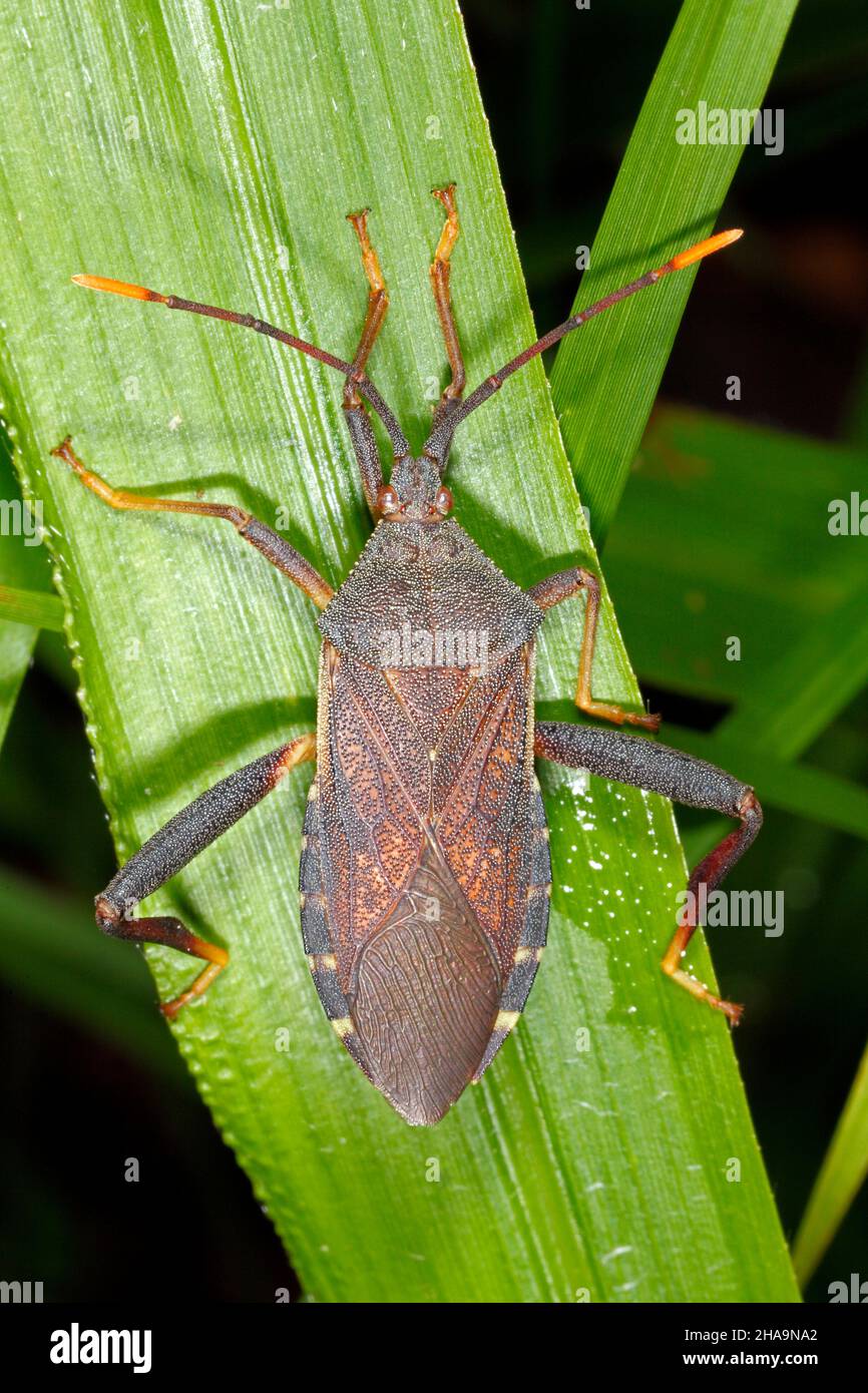 Eucalyptus Tipwilter Bug, Amorbus alternatus. Adult. Also known as
