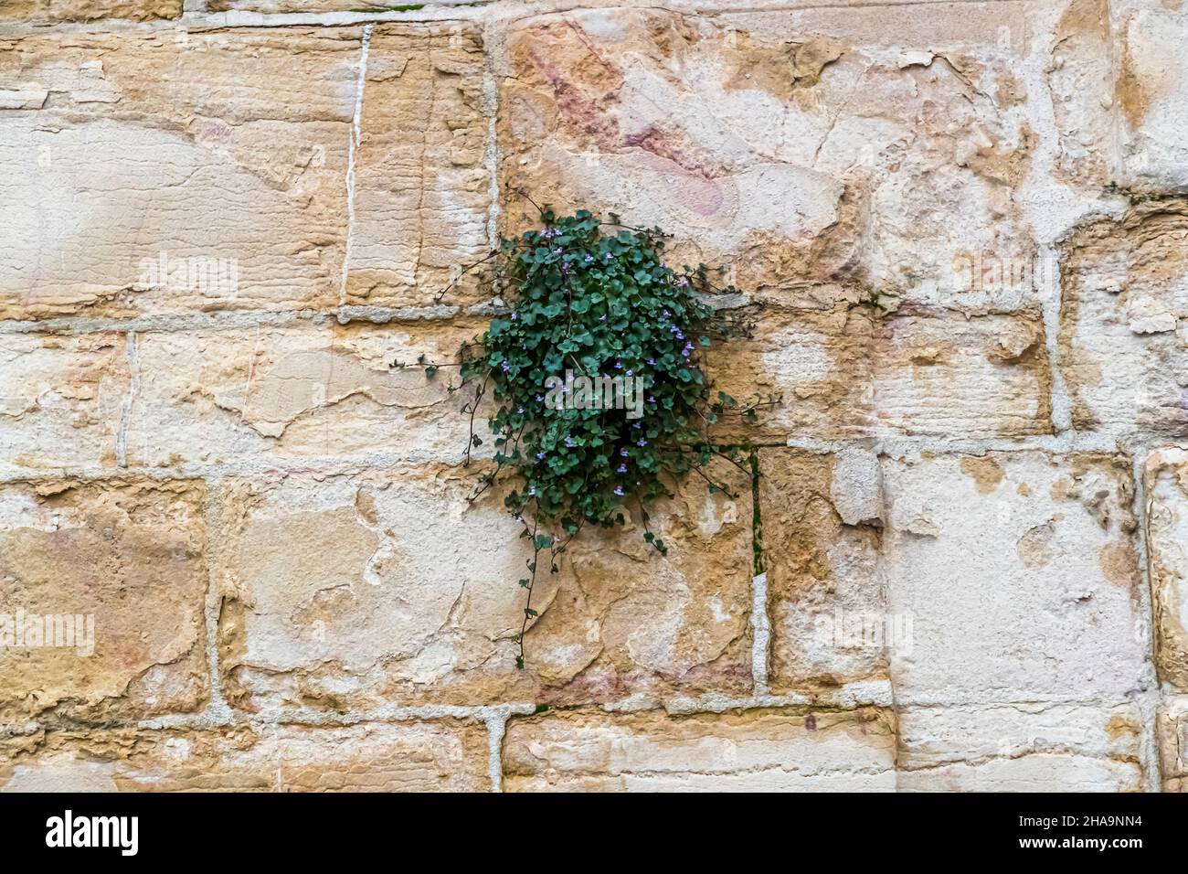 Wall growth in Dijon, France Stock Photo