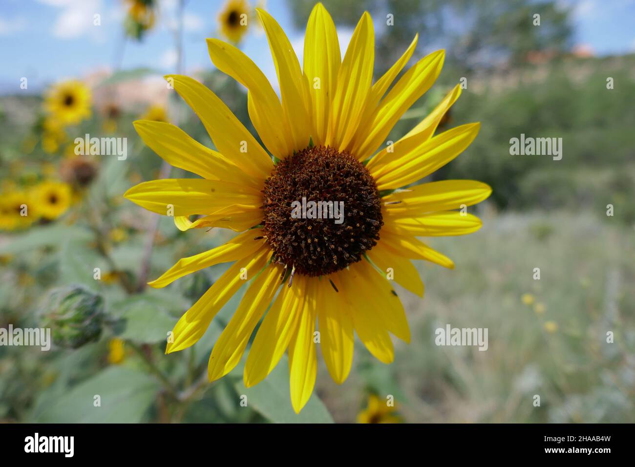 Sunflower closeup on bright sunny day Stock Photo