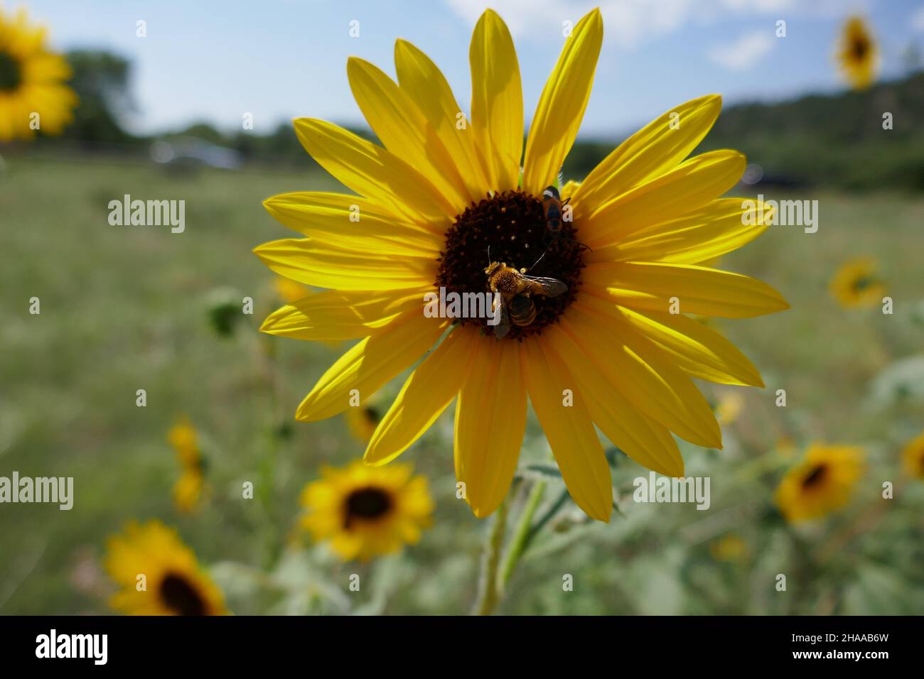 Large yellow wildflower with honeybee and field out of focus in background Stock Photo