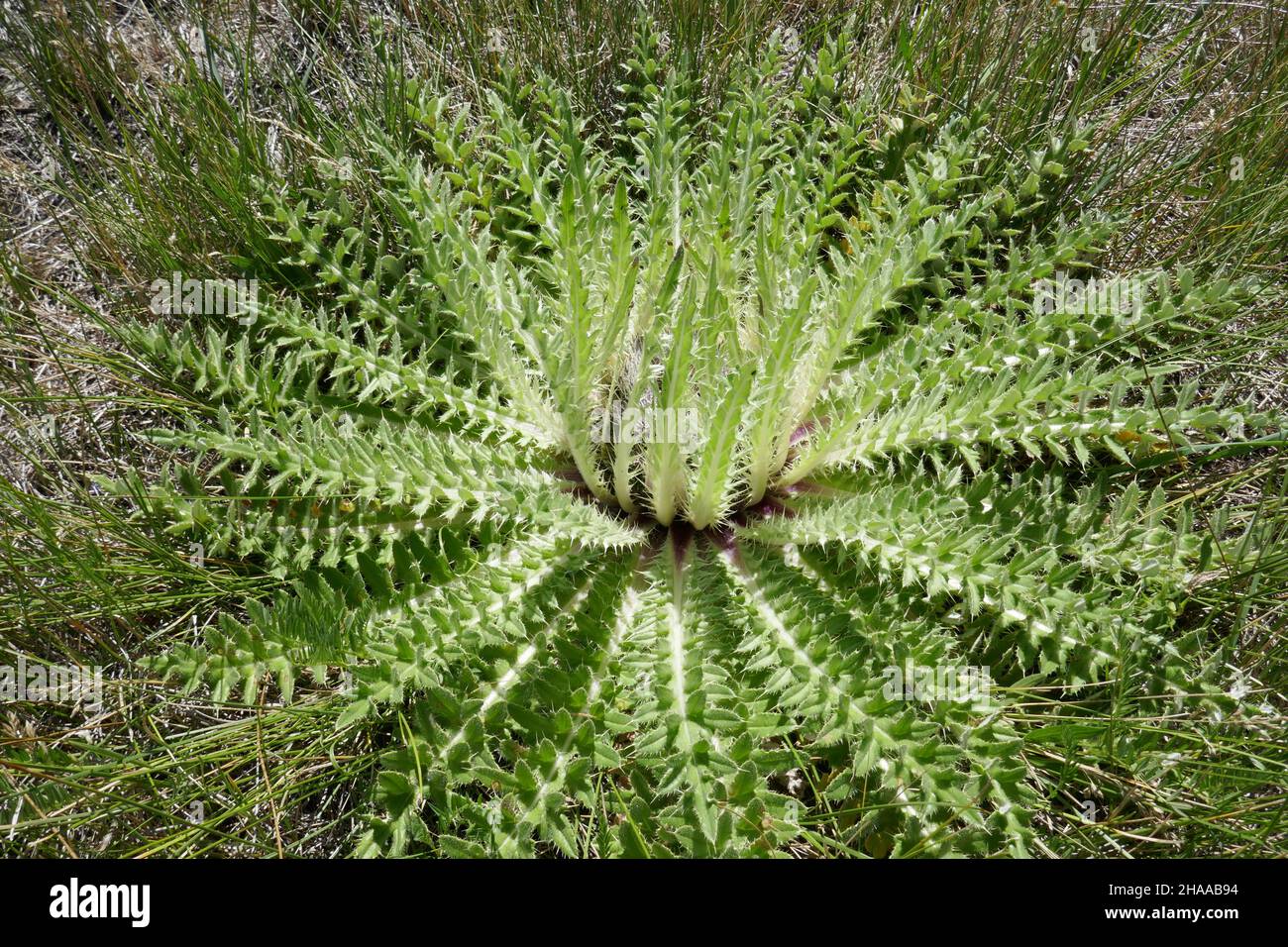 Wild plant prickly leaves photography images Alamy