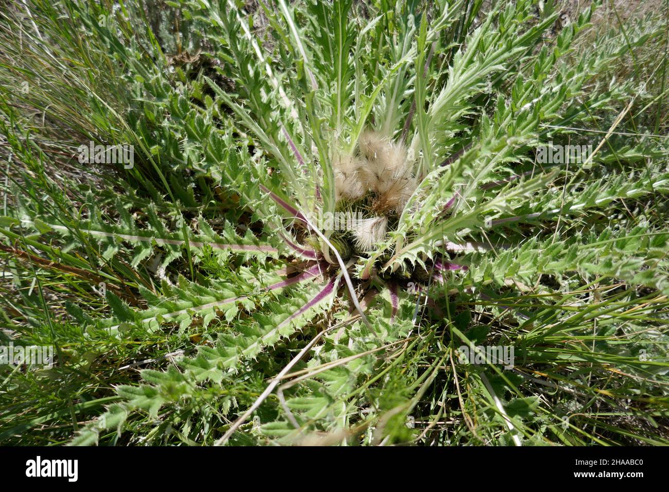 Thistle plant with dried flowers in center Stock Photo