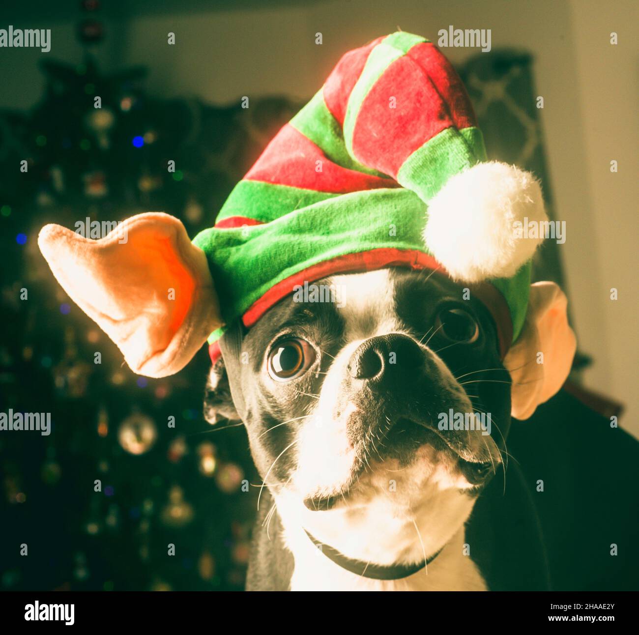 Boston Terrier Dressed up as Elf for Christmas Stock Photo