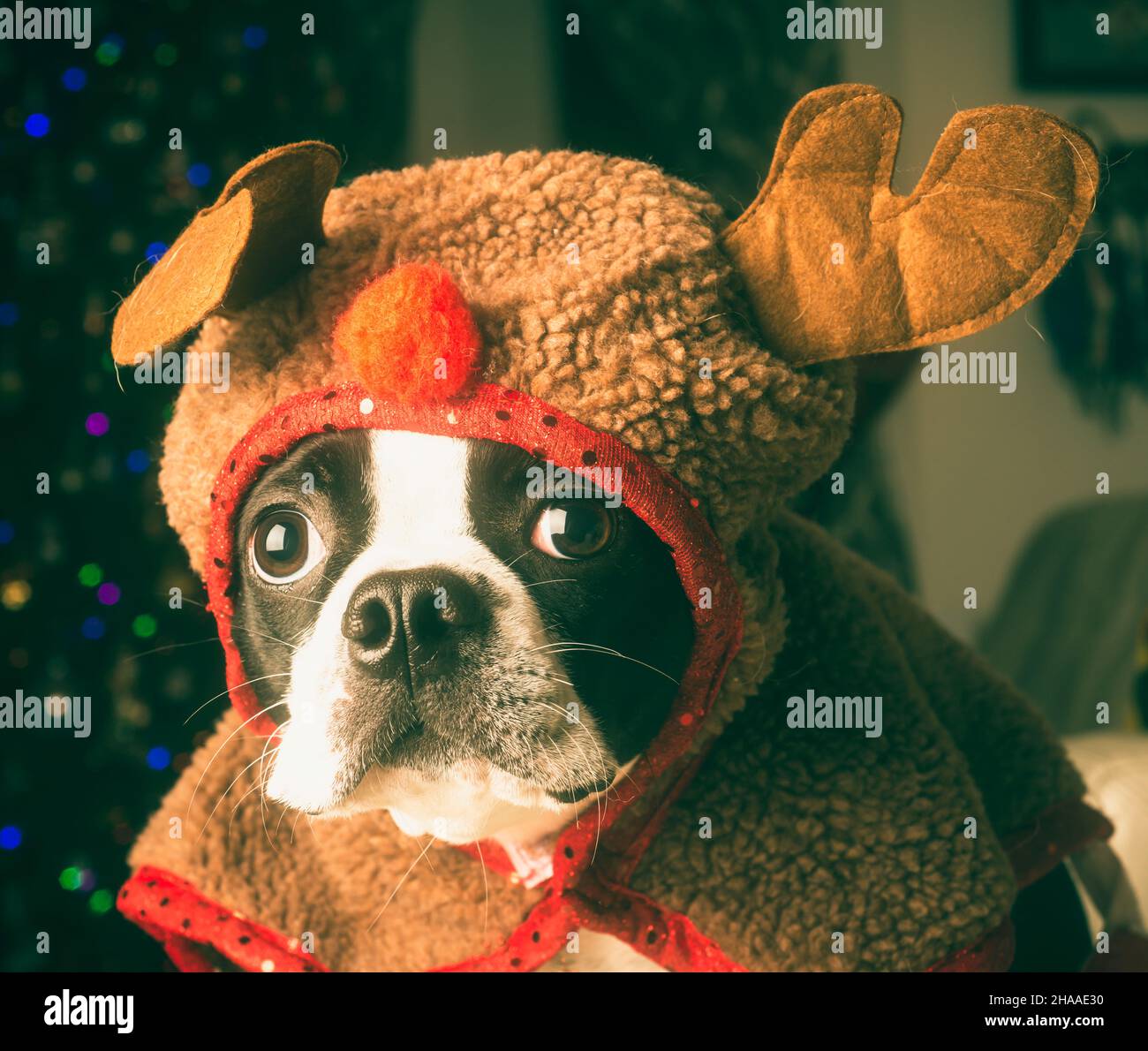Adorable Boston Terrier Puppy in Reindeer Costume Stock Photo