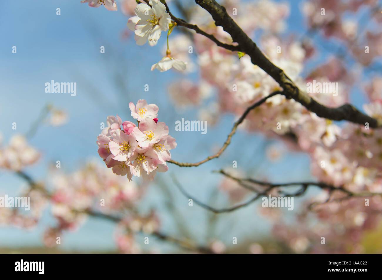Cherry blossom flowers in spring outside Kanazawa Castle, Japan. Stock Photo
