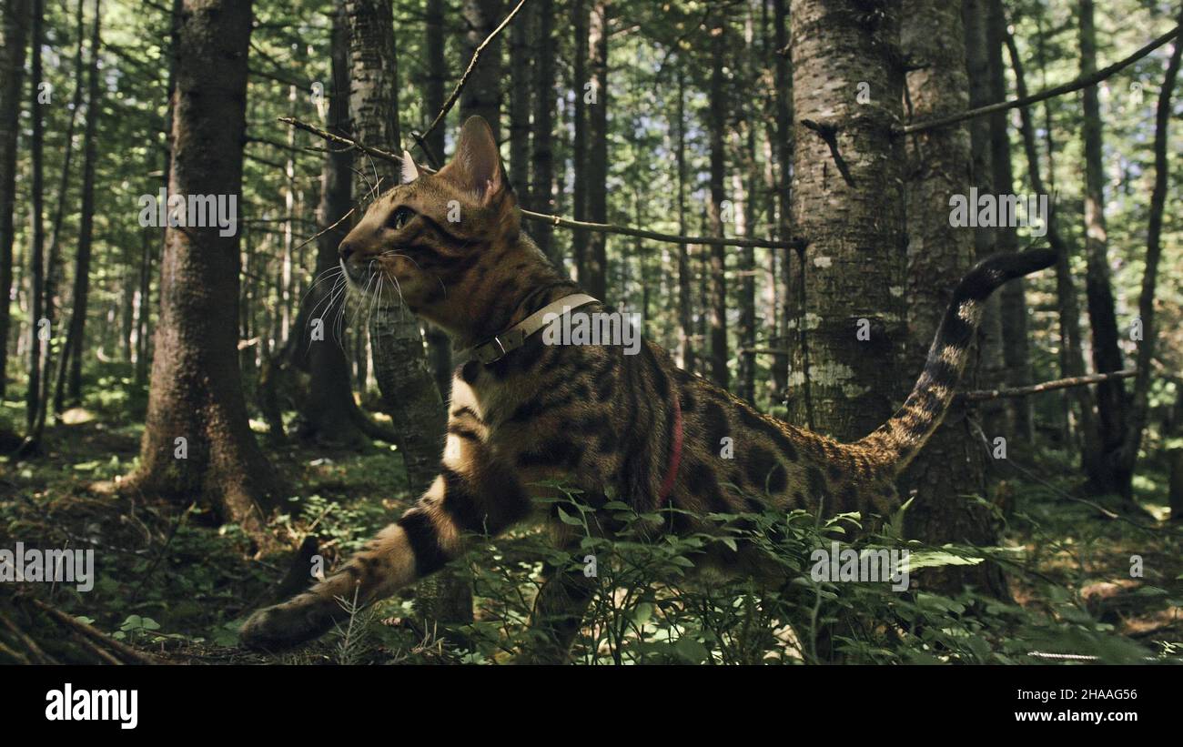 Bengal Reed One cat in a city park. Bengal wildcat walk on the forest in collar ...