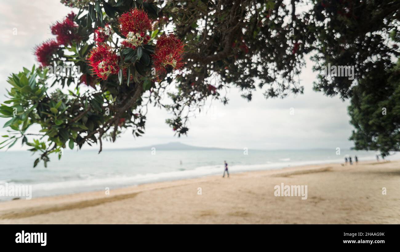 Pohutukawa trees in full bloom with blurred Rangitoto Island in the distance, Milford Beach, Auckland Stock Photo