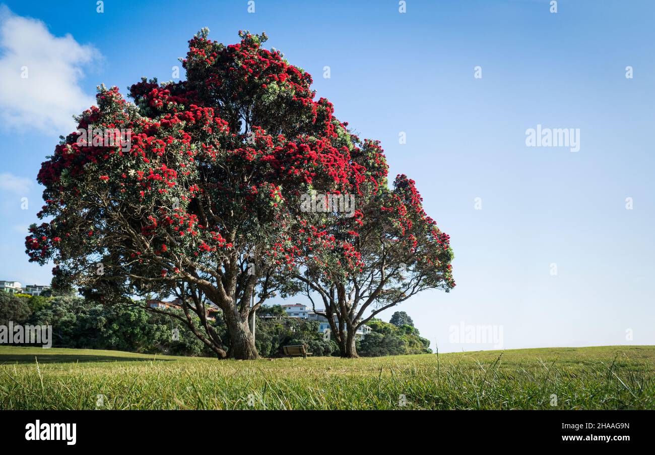 Pohutukawa trees are in full bloom at Milford Beach, Auckland. New Zealand Christmas Tree. Stock Photo