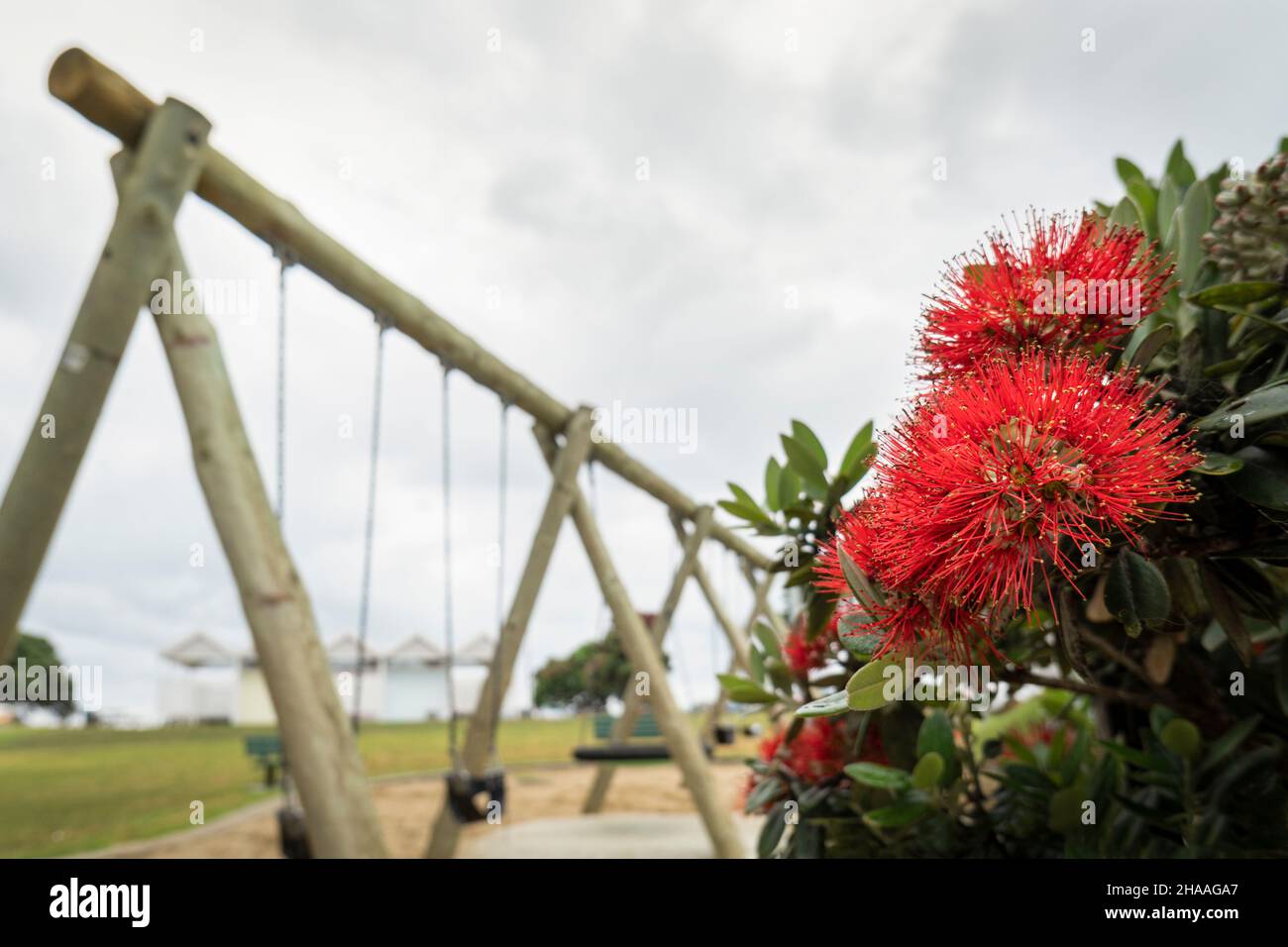 Pohutukawa tree in full bloom in summer at Milford beach playground. New Zealand Christmas Tree. Stock Photo