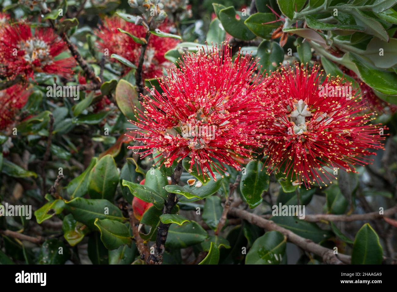 Pohutukawa tree in full bloom in the rain. New Zealand Christmas Tree. Stock Photo