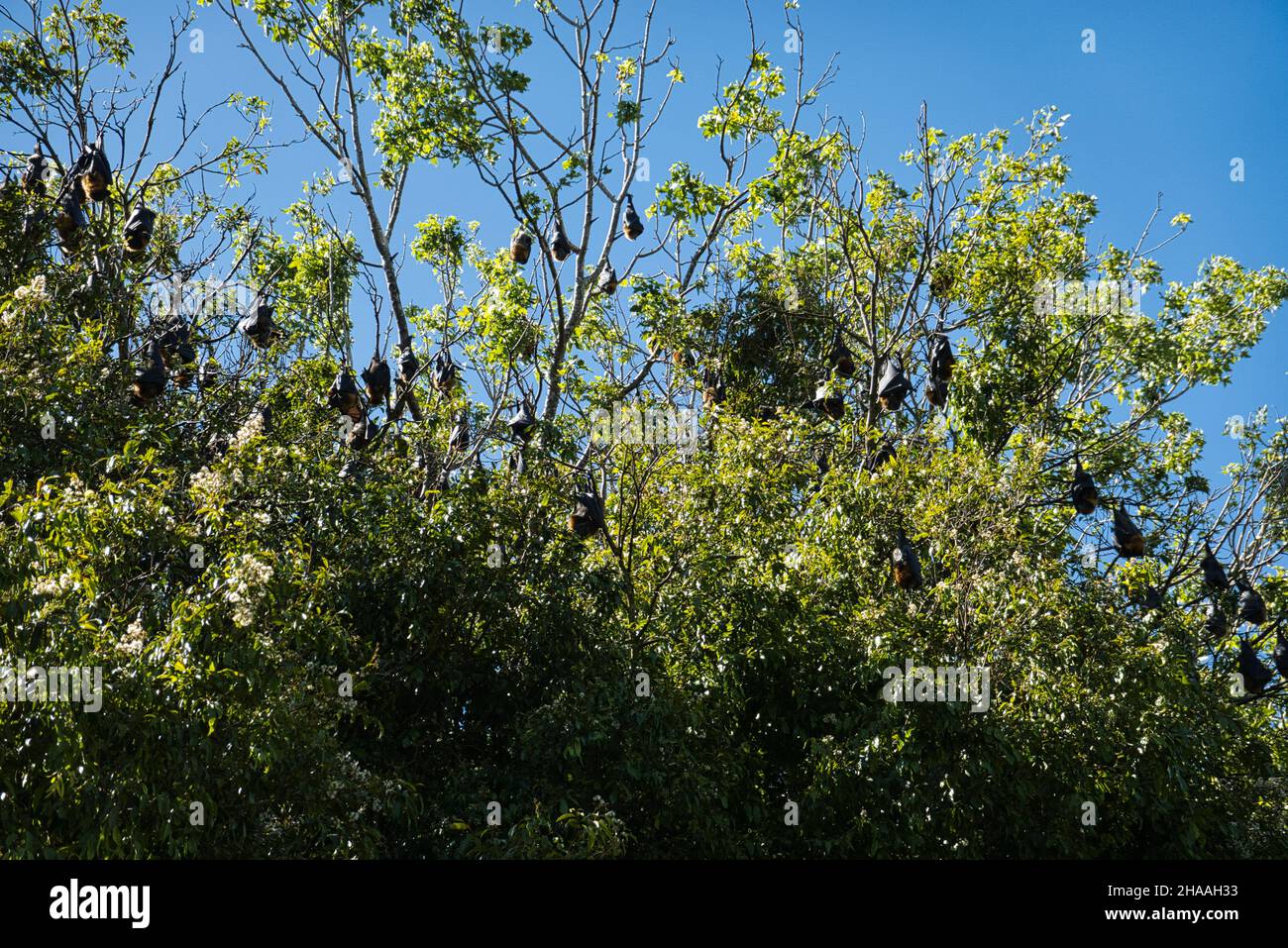 Grey-Headed Flying Foxes roosting in a tree in Australia Stock Photo ...