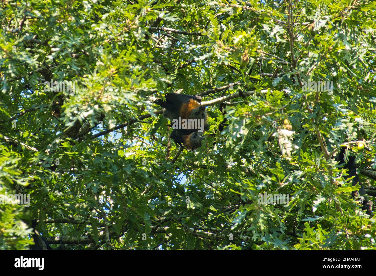 A Grey-Headed Flying Fox roosting in a tree in Australia Stock Photo ...