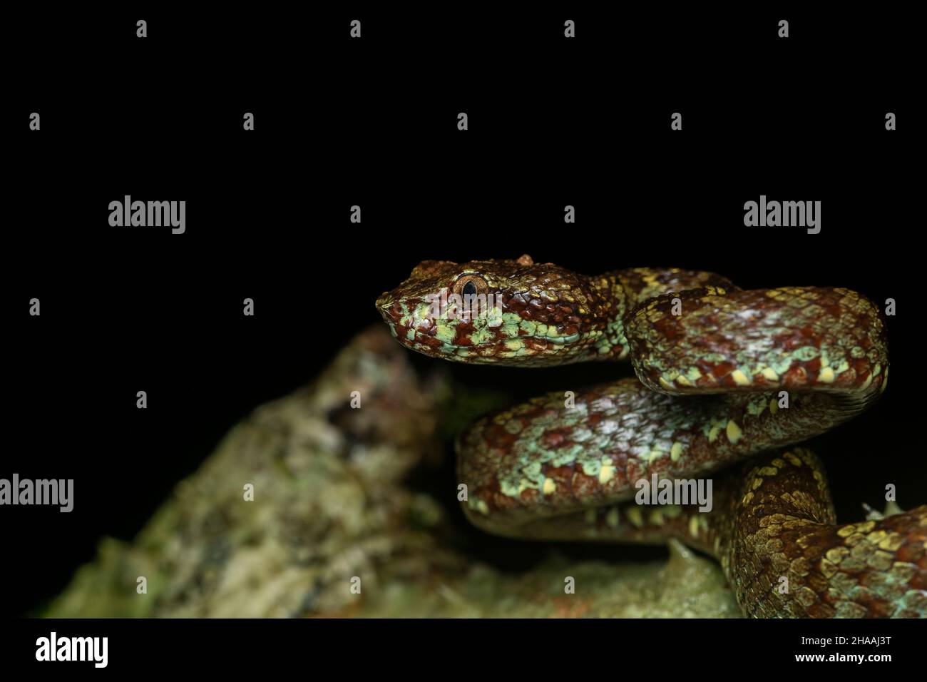 A green morph of Malabar pit viper resting on a wet tree branch inside the  jungles of Agumbe Stock Photo - Alamy