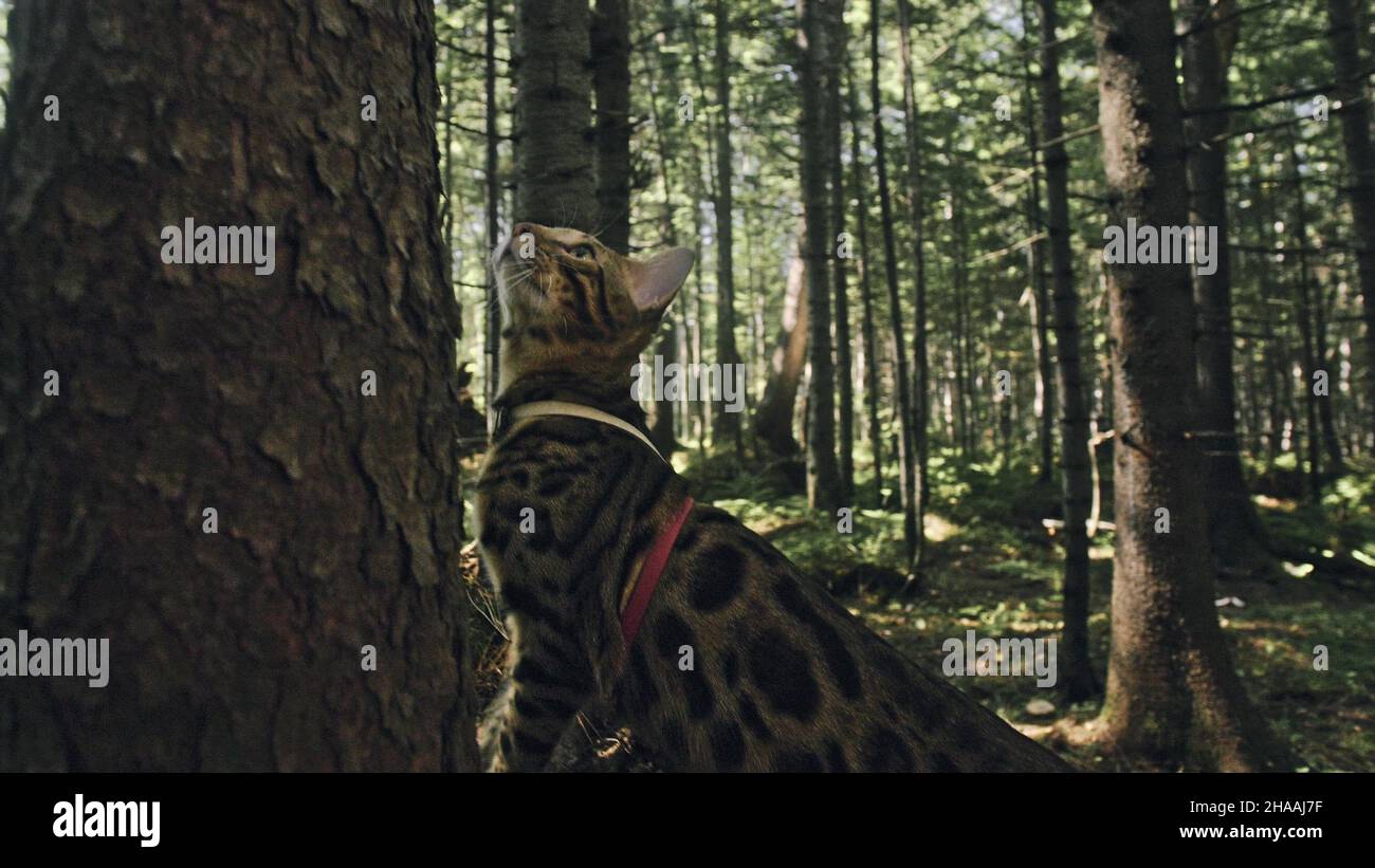 Bengal Reed One cat in a city park. Bengal wildcat walk on the forest in collar ...