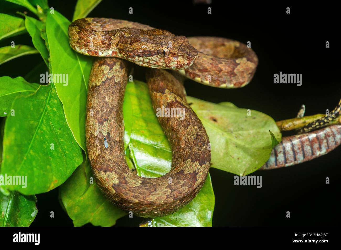 A green morph of Malabar pit viper resting on a wet tree branch inside the  jungles of Agumbe Stock Photo - Alamy
