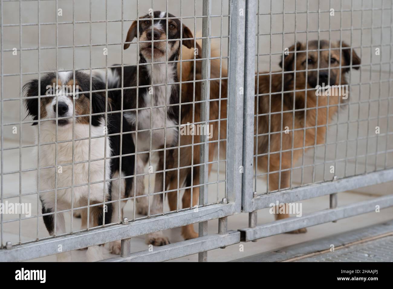 Kassel, Germany. 10th Dec, 2021. Mixed breeds stand in an enclosure at the 'Wau-Mau-Insel' animal shelter. Currently, about 80 dogs, 60 cats and 40 small animals such as rabbits or birds are waiting for a new home at the 'Wau-Mau Island'. Credit: Swen Pförtner/dpa/Alamy Live News Stock Photo