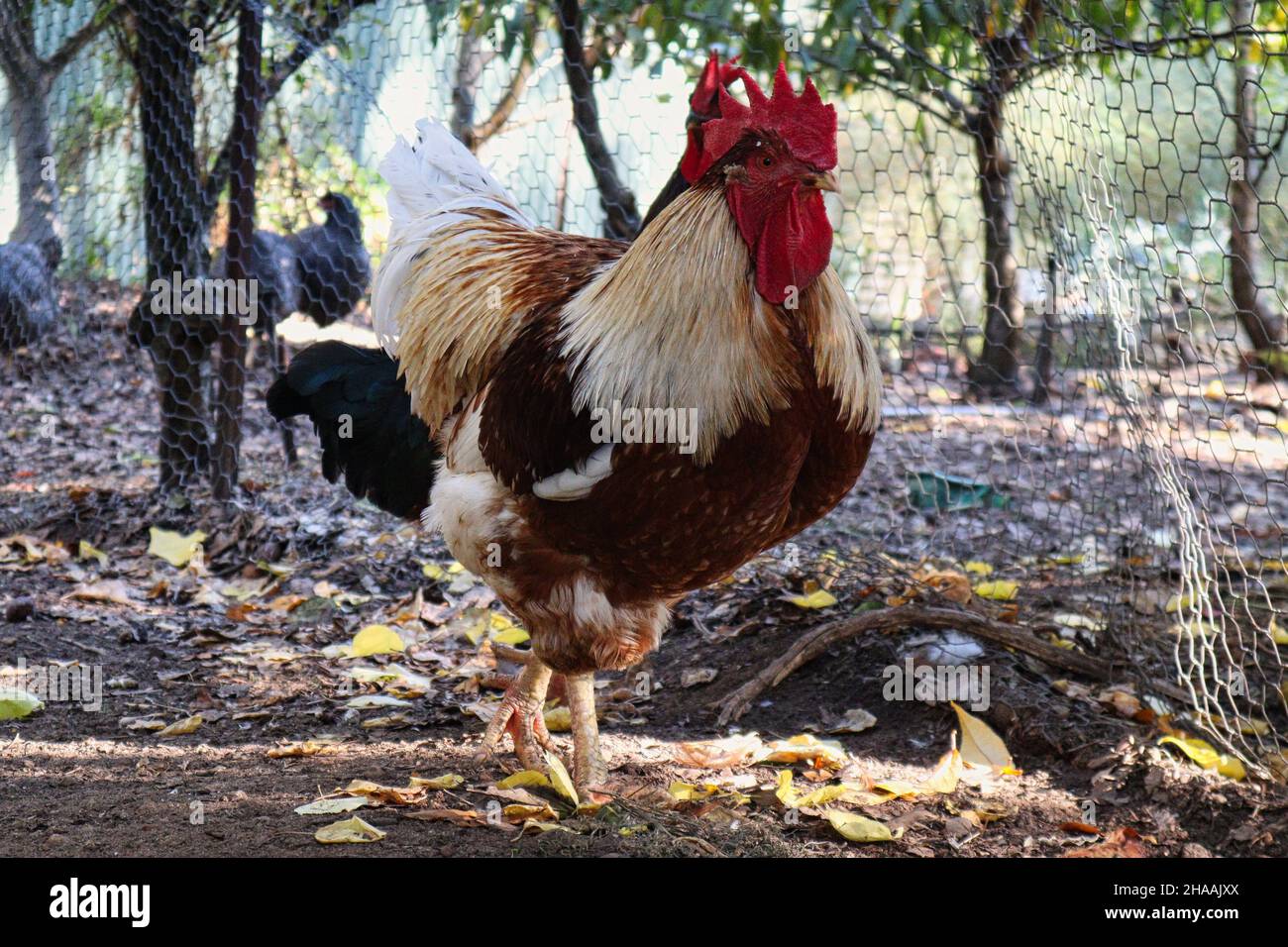A white and brown rooster (or cockerel) standing in a chicken coop Stock Photo