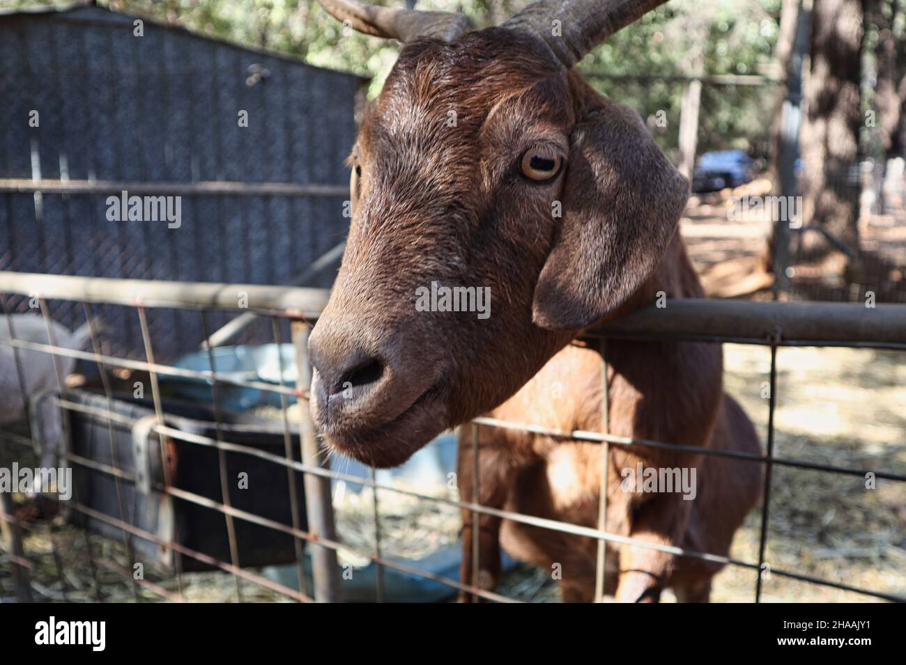 A brown goat with horns looking over a metal gate or fence Stock Photo