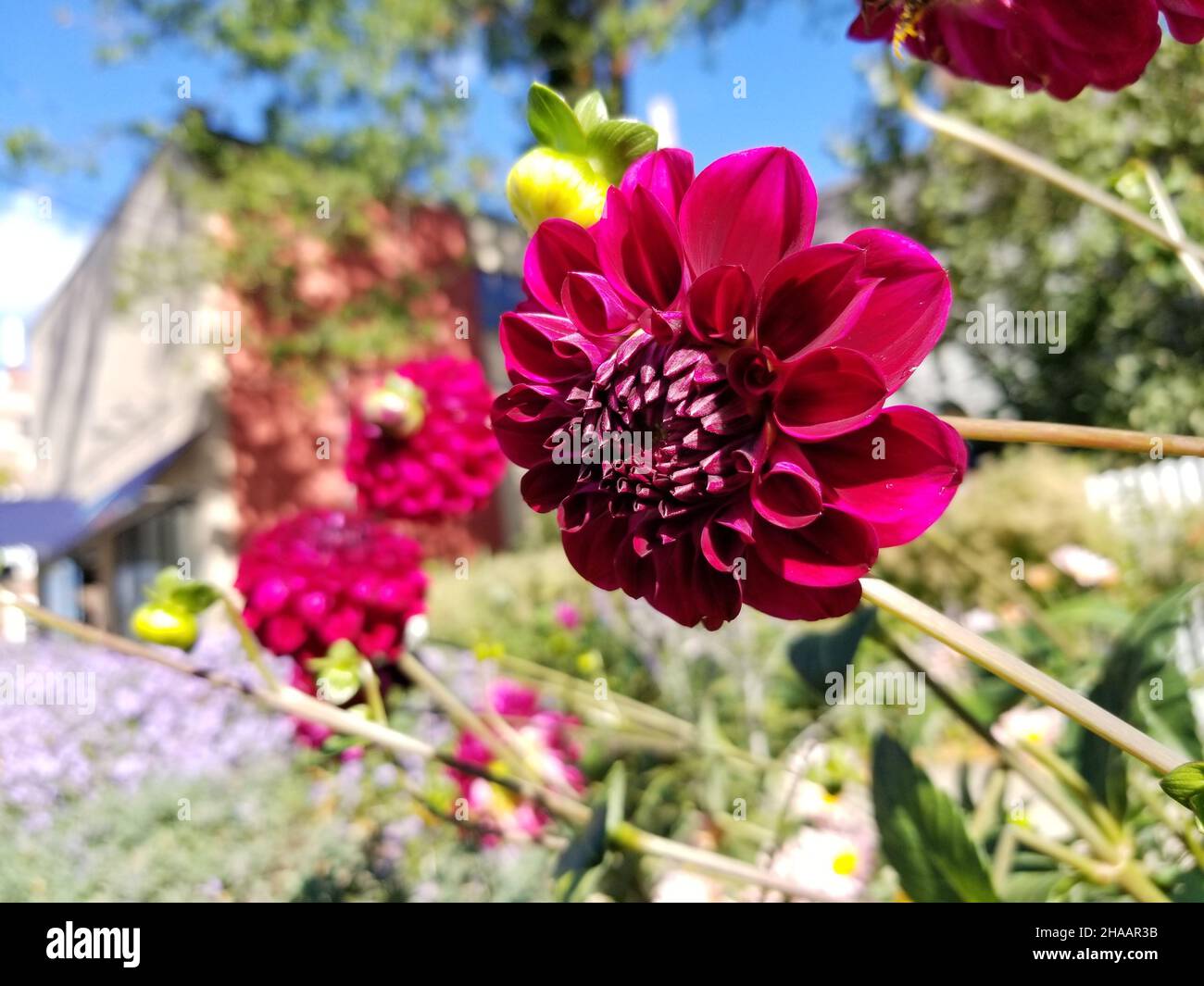 Single, maroon colored, garden dahlia, or dahlia pinnata, on a blurred background of green leaves and grass -01 Stock Photo
