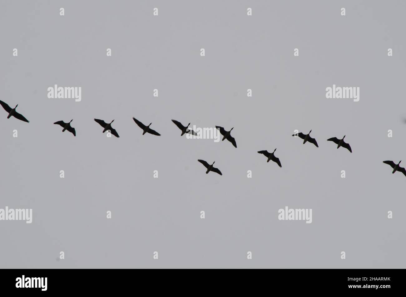 Wedge of migratory birds. Geese in the sky Stock Photo - Alamy