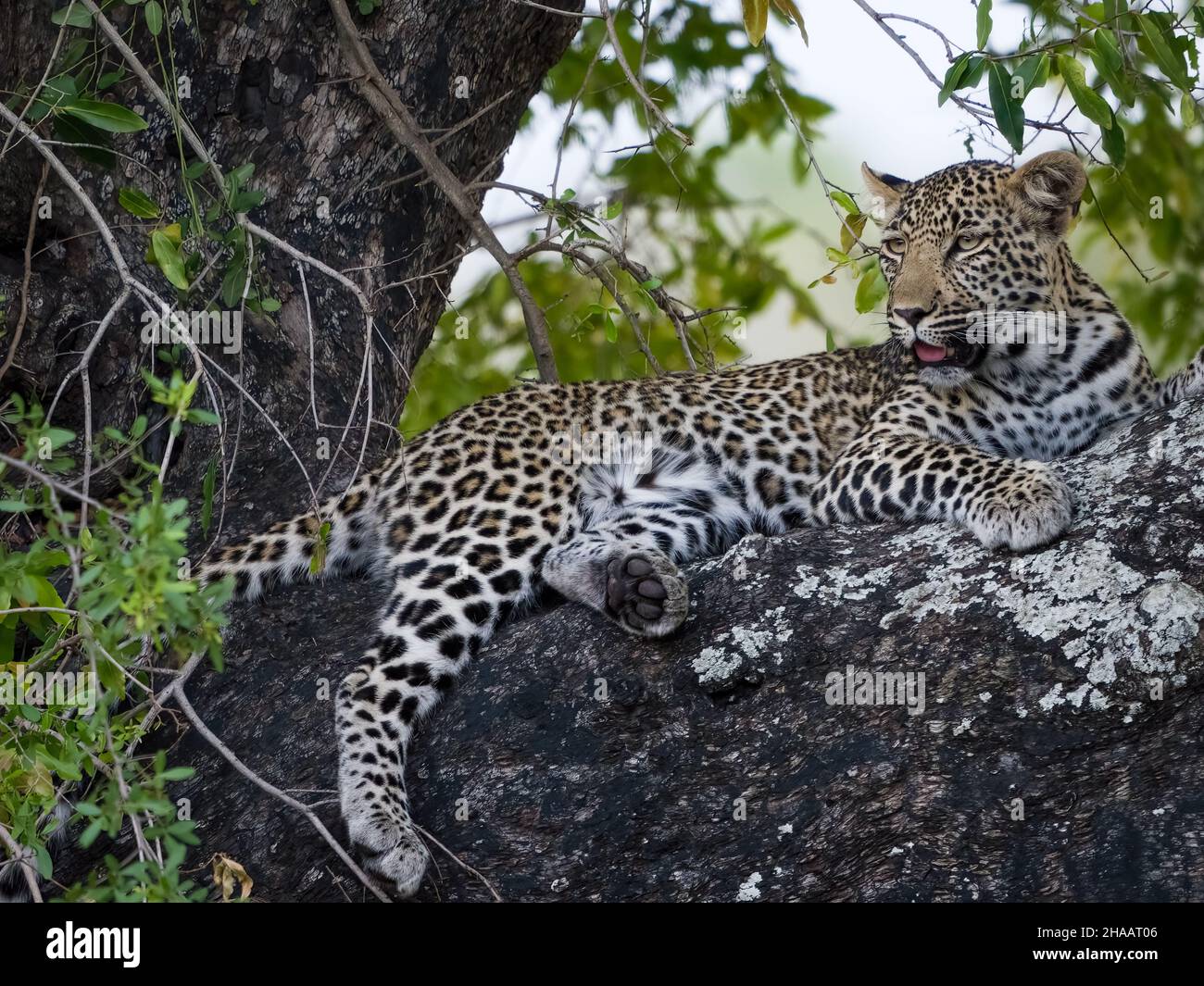 Leopard (Panthera Pardus) female in a African ebony or jackal-berry (Diospyros mespiliformis) tree. South Africa. Stock Photo
