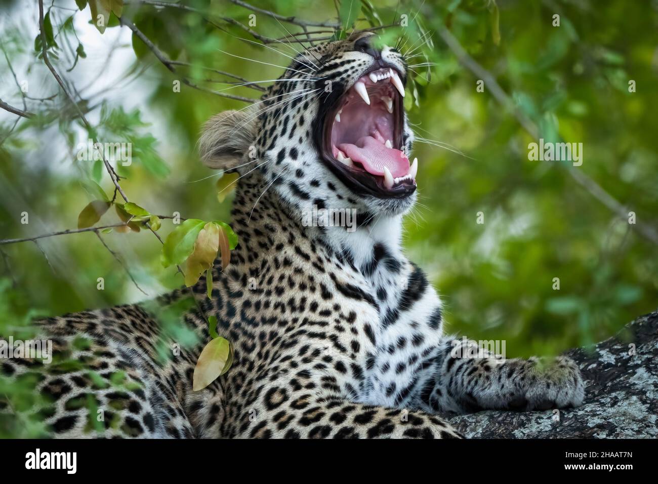 Leopard (Panthera Pardus) female yawning in a African ebony or jackal-berry (Diospyros mespiliformis) tree. Kruger National Park. Mpumalanga. South Af Stock Photo