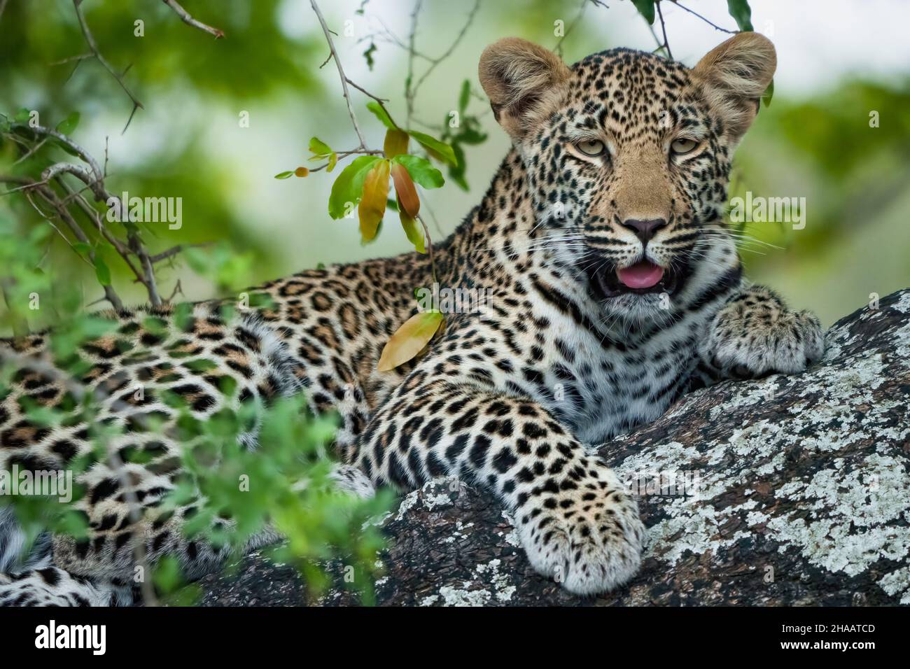 Leopard (Panthera Pardus) female in a African ebony or jackal-berry (Diospyros mespiliformis) tree. South Africa. Stock Photo