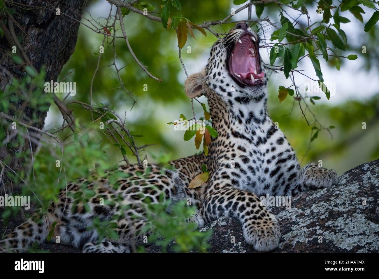 Leopard (Panthera Pardus) female yawning in a African ebony or jackal-berry (Diospyros mespiliformis) tree. Kruger National Park. Mpumalanga. South Af Stock Photo