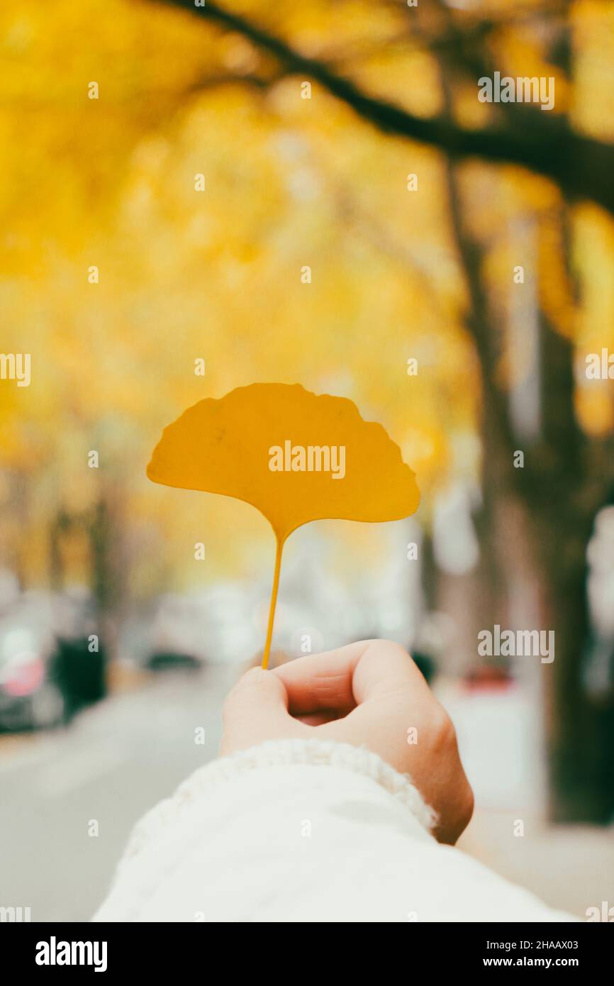 A hand holding an autumn golden ginkgo leaf with the street out of focus in the background but full of ginkgo trees Stock Photo