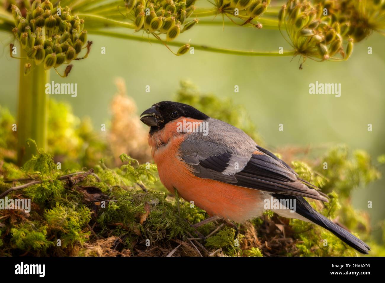 male bullfinch is standing under a seed flower umbrella Stock Photo