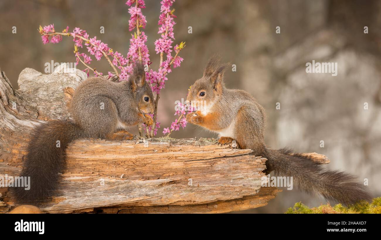 two wild red squirrels standing on a tree trunk  with flowers behind Stock Photo