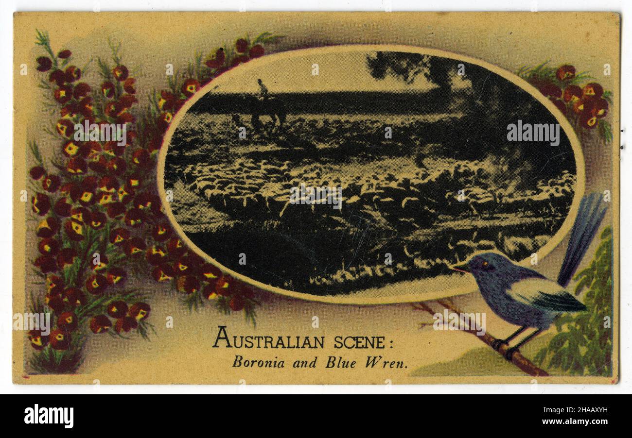 postcard featuring an Australian Blue Wren; Boronia and a landscape, circa 1910 Stock Photo