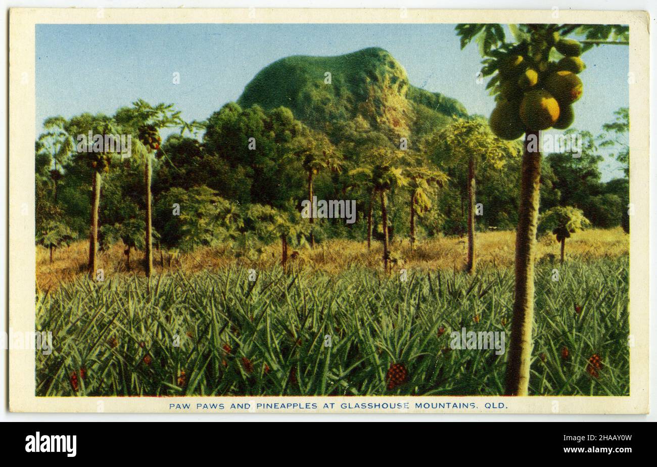postcard featuring an historical scene of paw-paws and pineapples growing on a farm in sight of the Glasshouse Mountains, Queensland, circa 1930 Stock Photo