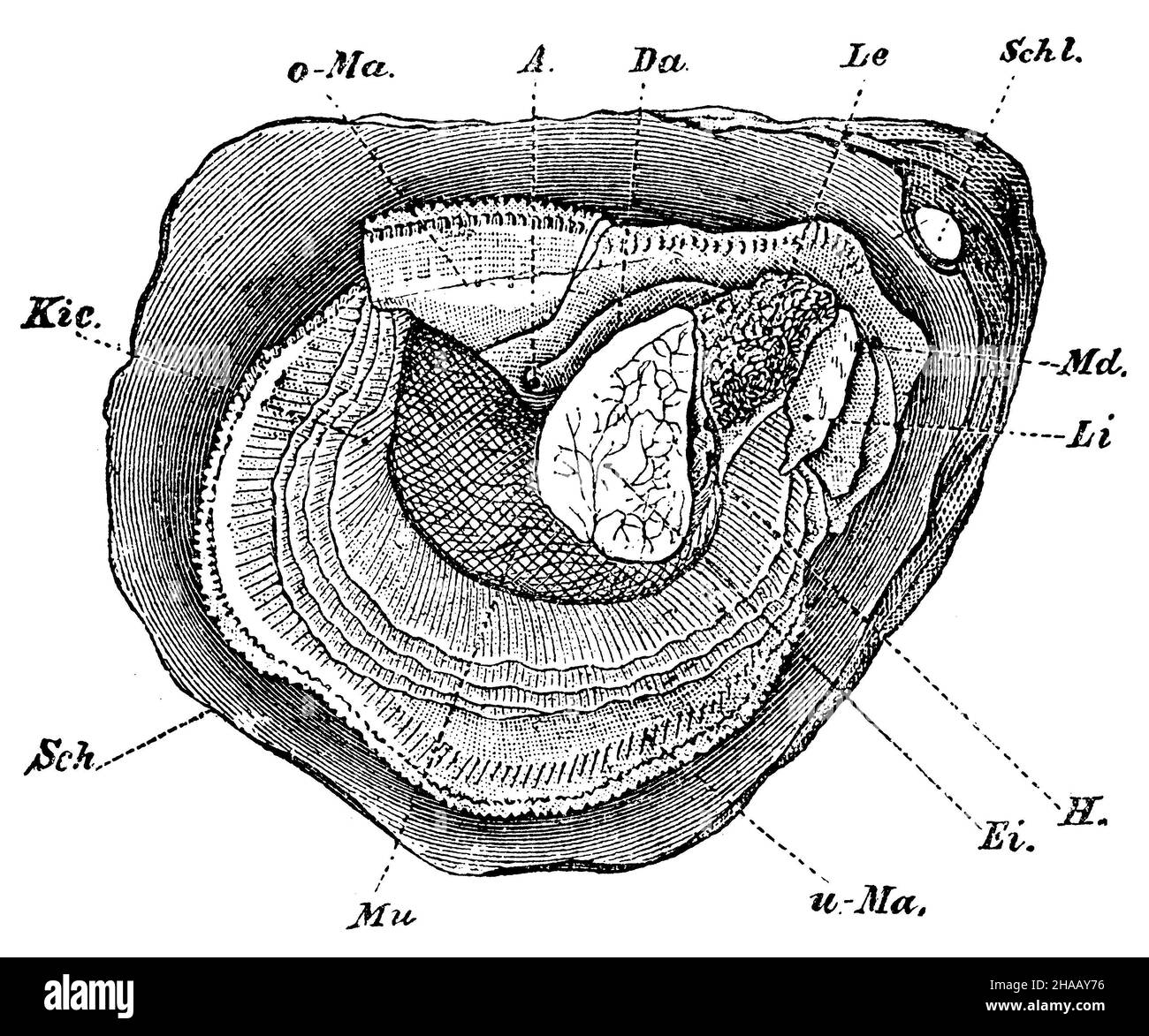 edible oyster, Ostrea edulis, anonym (zoology book, 1889), Seepolyp Stock Photo