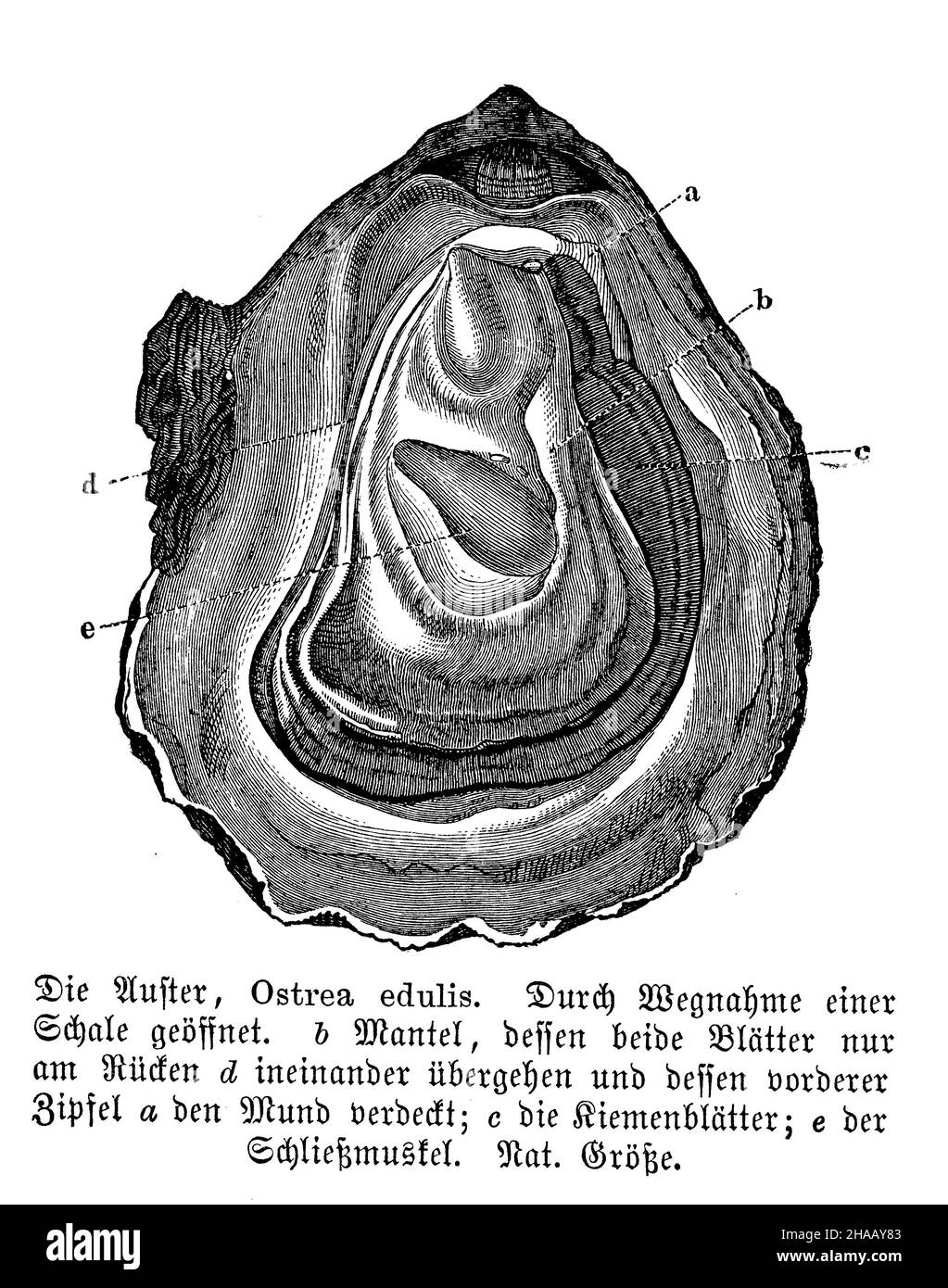 edible oyster, Ostrea edulis, anonym Stock Photo Alamy