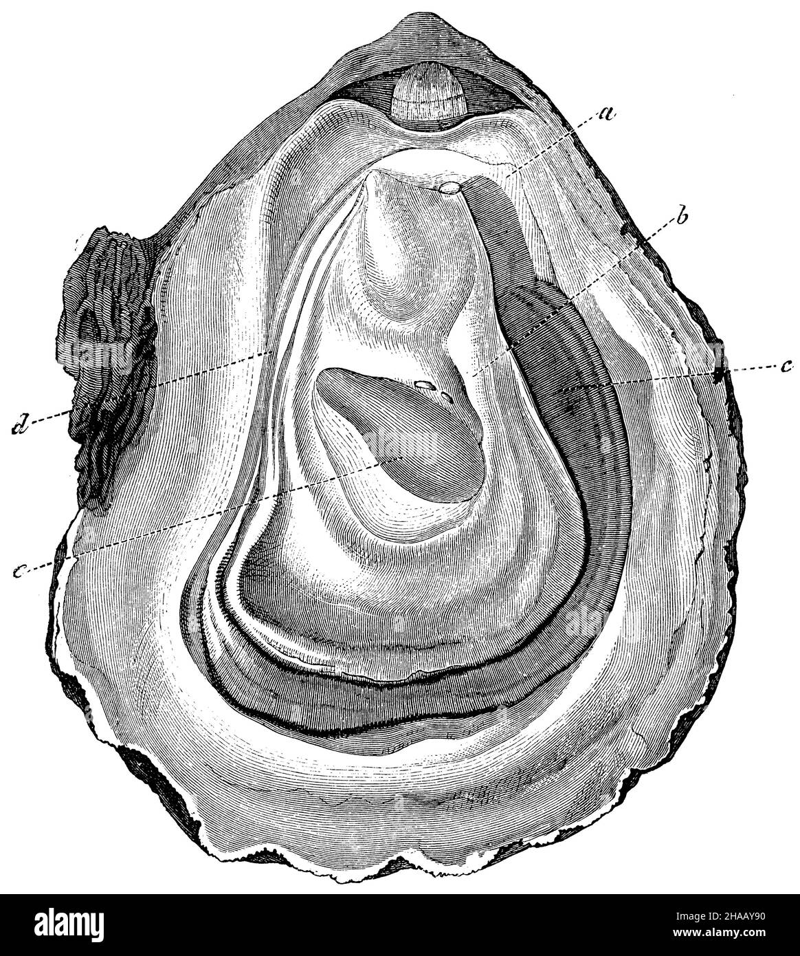 edible oyster, Ostrea edulis,  (zoology book, 1872), Auster, geöffnet durch Hinwegnahme der Deckelschale Stock Photo