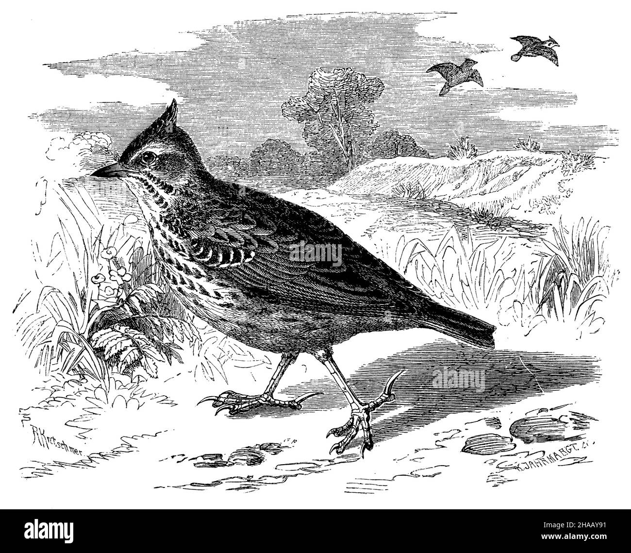 crested lark, Galerida cristata,  (zoology book, 1870), Haubenlerche Stock Photo