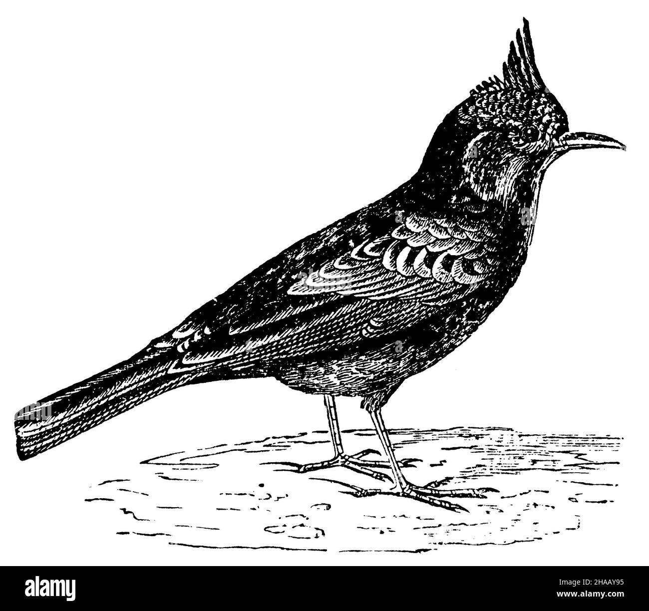 crested lark, Galerida cristata,  (encyclopedia, 1893), Haubenlerche Stock Photo