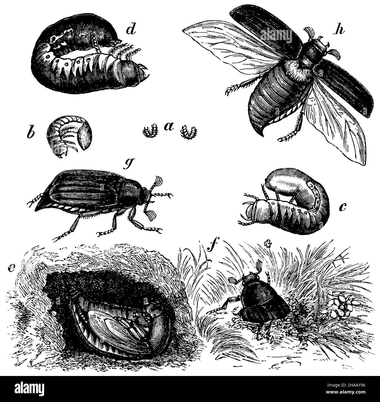 cockchafer, Melolontha melolontha,  (encyclopedia, 1893), Maikäfer: Entwicklung. a) Larve im ersten, b) im zweiten, c) im dritten, d) im vierten Jahr, e) Puppe, f) auskriechendes Insekt, g) kriechender, h) fliegender Maikäfer Stock Photo