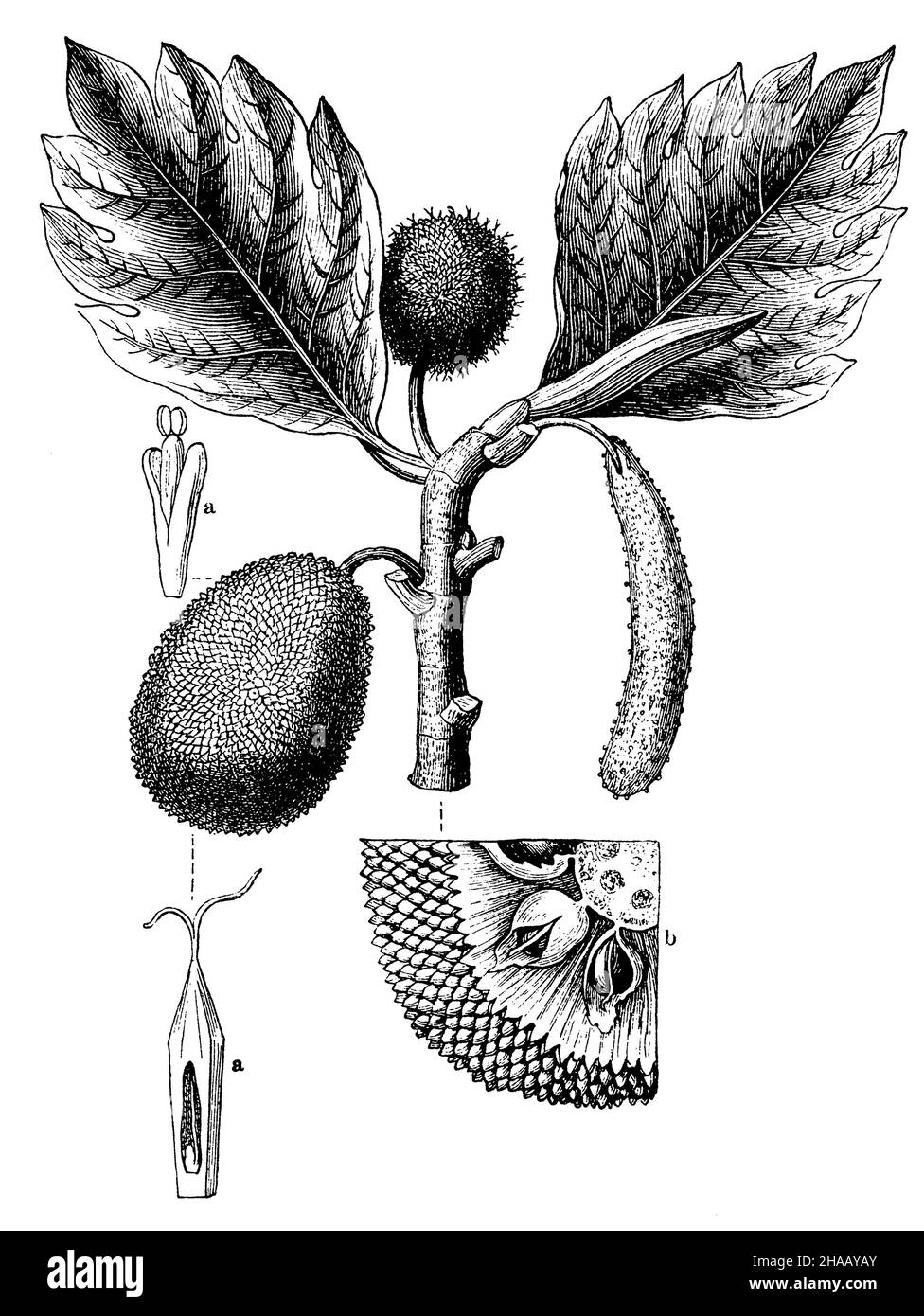breadfruit , Artocarpus altilis Syn. Artocarpus communis, Artocarpus incisus,  (encyclopedia, 1888), Brotfruchtbaum  a Blüte, b aufgeschnittene Frucht Stock Photo