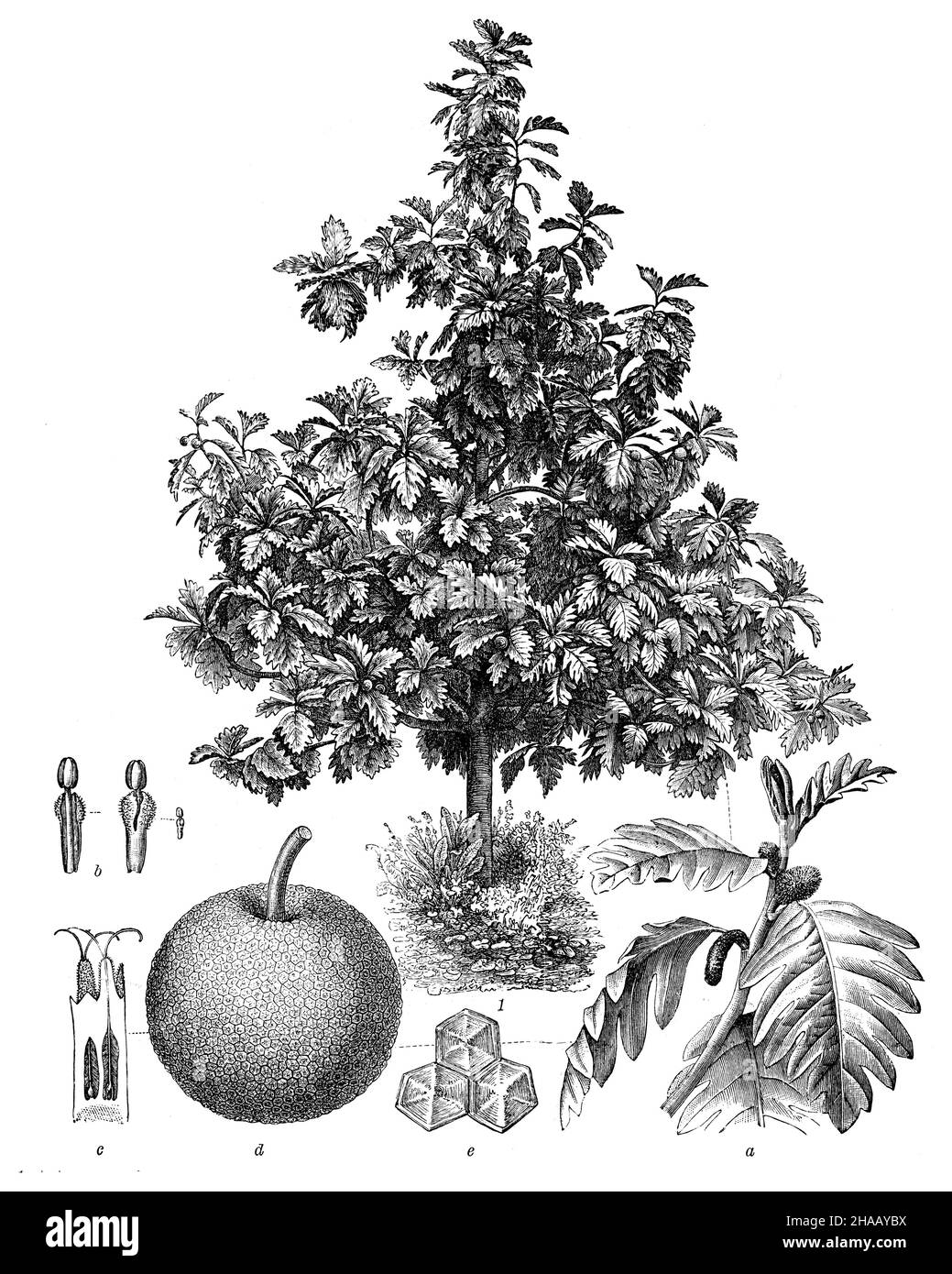 breadfruit , Artocarpus altilis Syn. Artocarpus communis, Artocarpus incisus,  (encyclopedia, 1898), Brotfruchtbaum Stock Photo