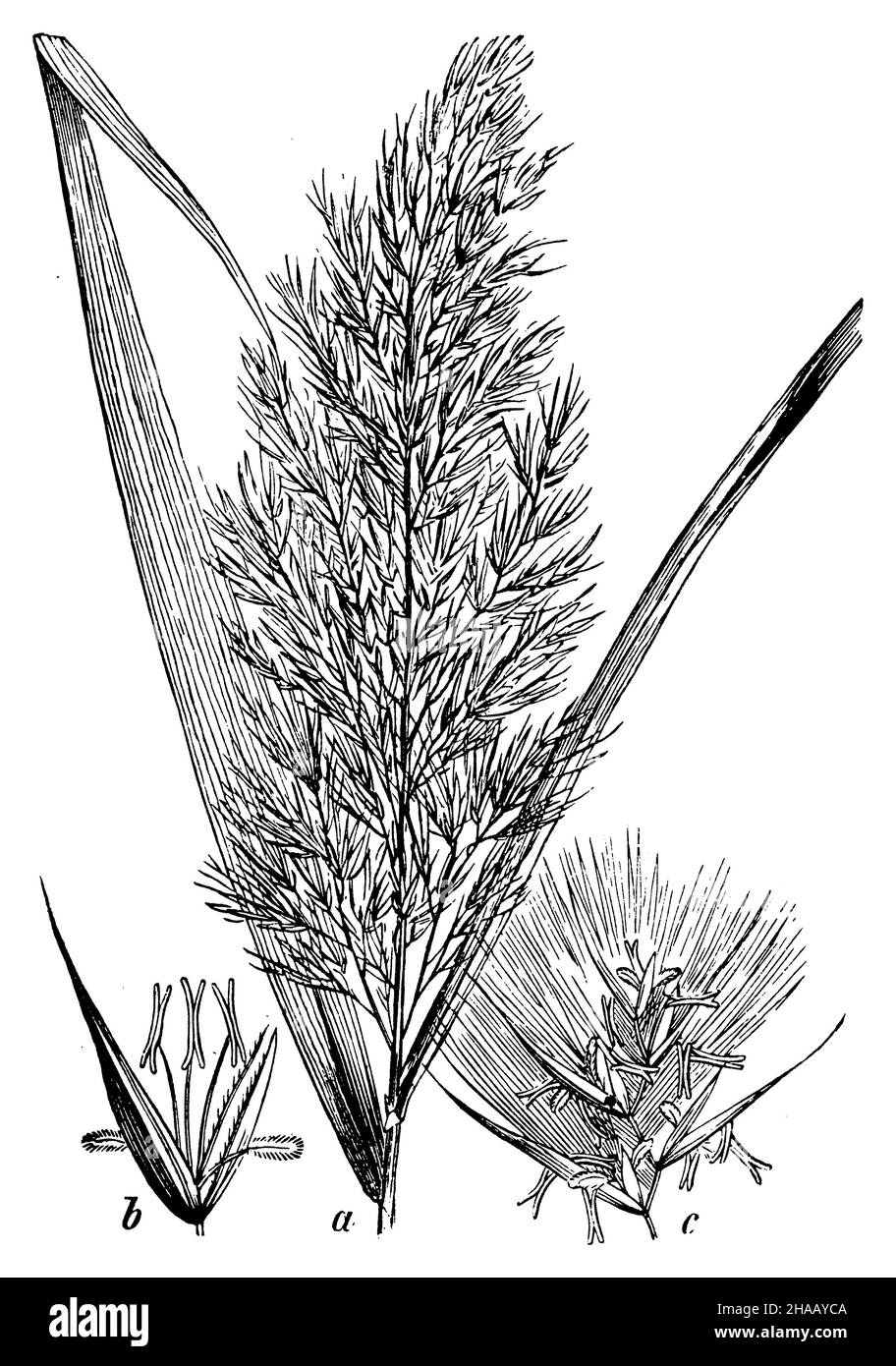 common reed, Phragmites australis Syn. Phragmites communis,  (botany book, 1898), Schilf  a Rispe, verkl., b Blüte, vergr., c Ährchen Stock Photo