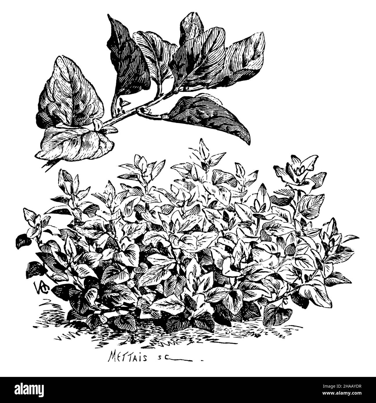 New Zealand spinach, Tetragonia tetragonioide, Mettais (printing pattern book, 1911), Spinat, Neuseeländer  (Tetragonia tetragonoides) Stock Photo