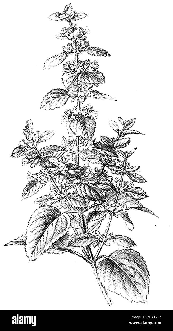 lemon balm, Melissa officinalis, Schimper, Andreas Franz Wilhelm  (botany book, 1900), Melisse-, Zitronen Stock Photo