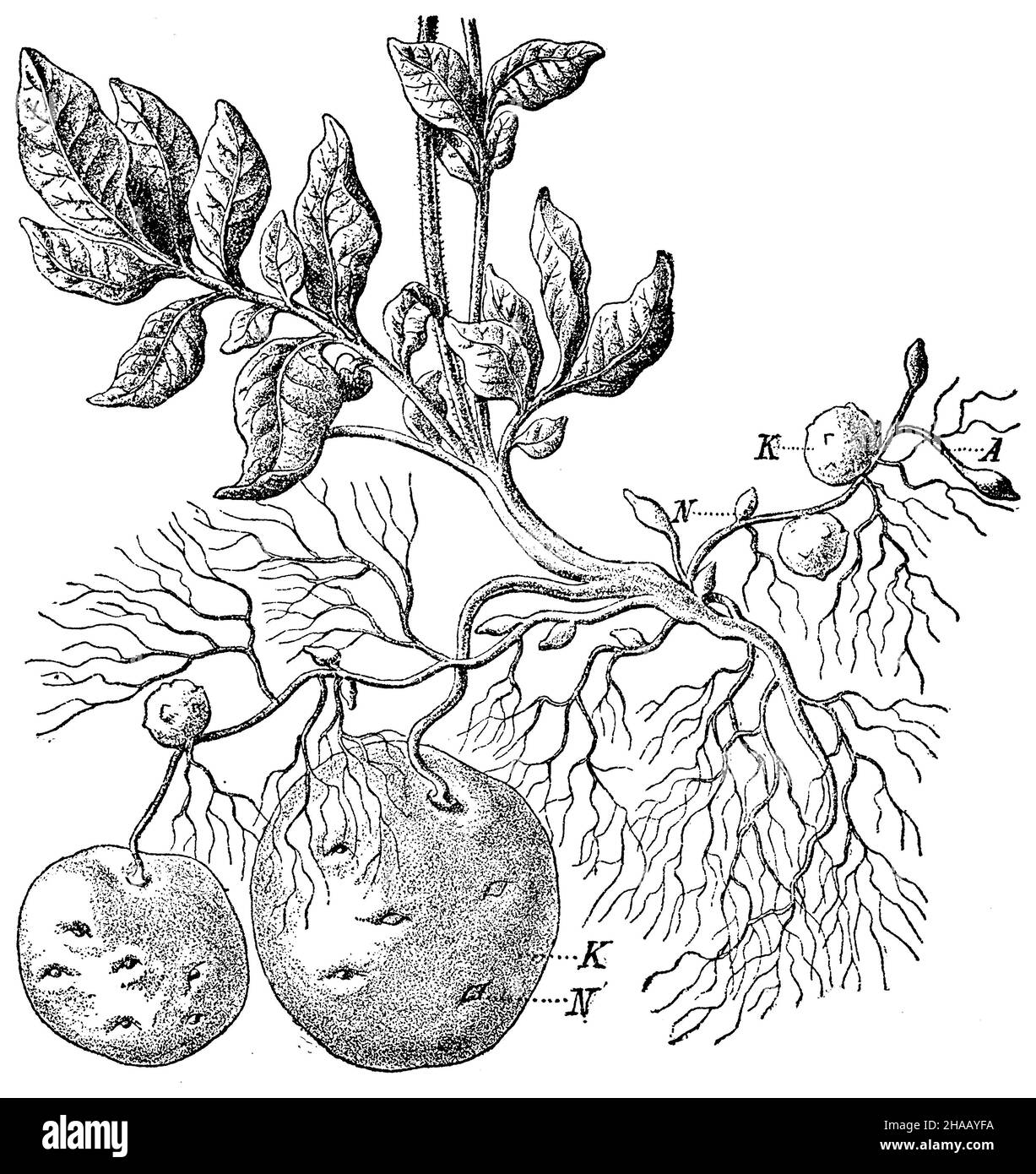 potato, Solanum tuberosum,  (, 1901), Kartoffel  A Ausläufer; K Knollen; N Niederblätter Stock Photo